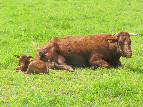 red cattle 2
