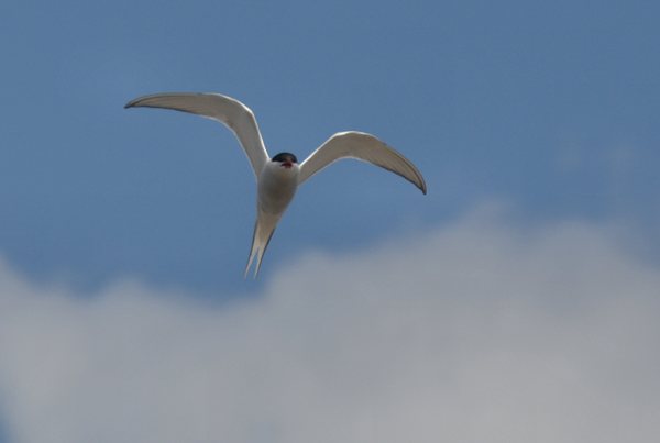 Arctic tern 1