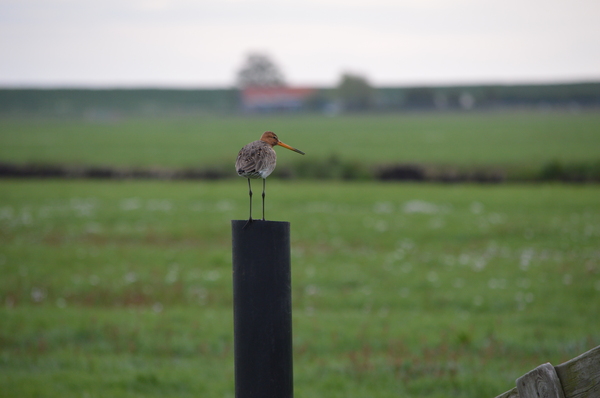 Curlew on a pole