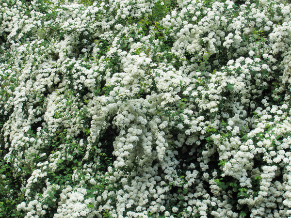 spirea bush texture