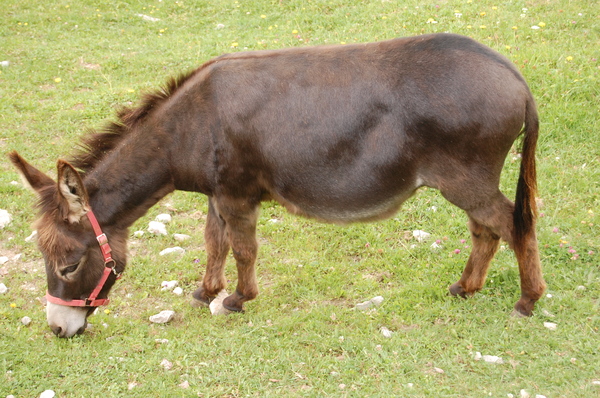 Donkey: Just a donkey in a field.