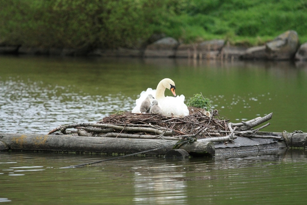 Nesting swan