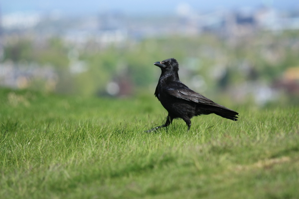 Rook: A rook or raven strutting its stuff on grass