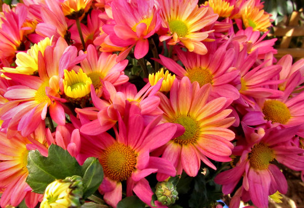 colourful chrysanthemums1