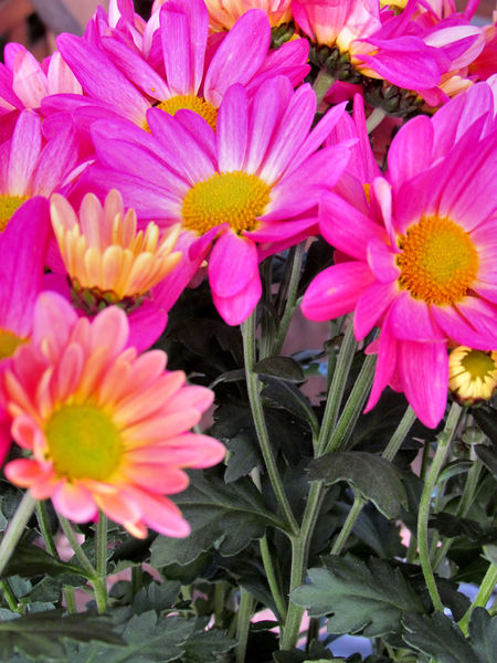 colourful chrysanthemums6