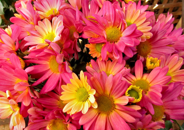 colourful chrysanthemums4