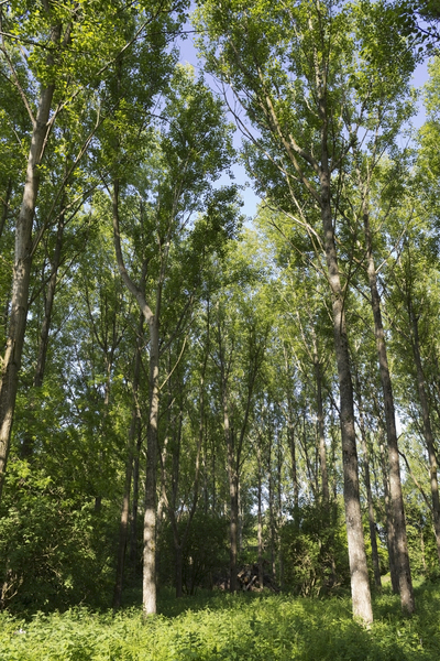 Poplar woodland