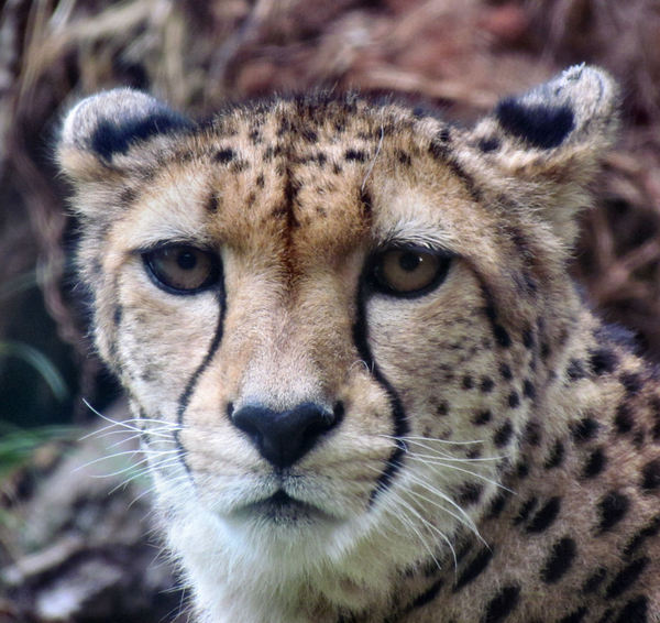 dreamy cheetah1
