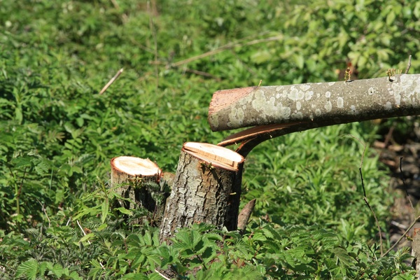 Felled tree: Recently felled tree