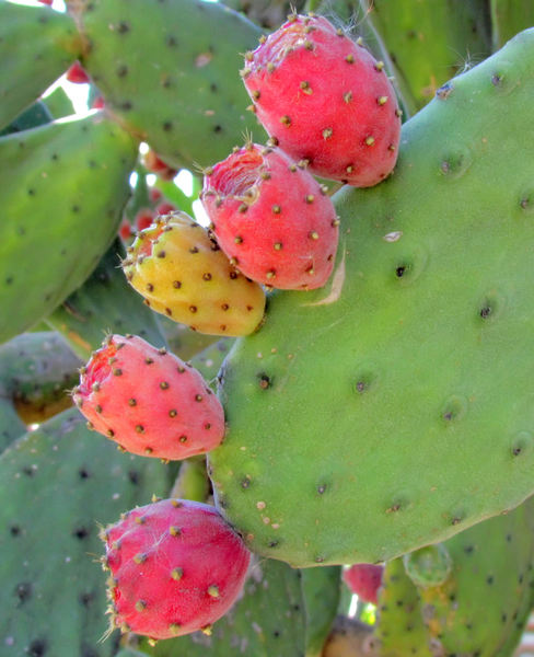 prickly pear fruit6b