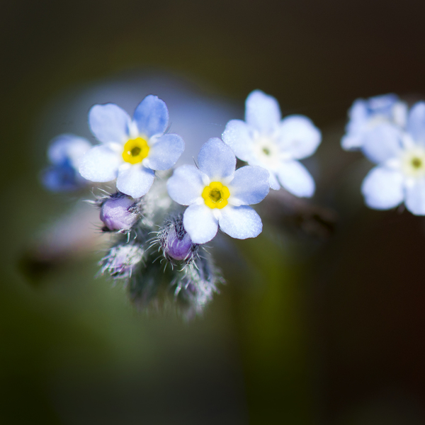As flores azuis minúsculas: 