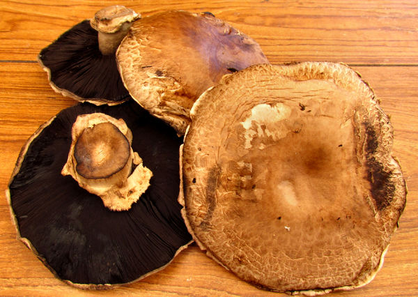 field mushrooms1