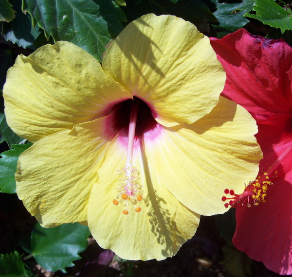 Red and Yellow Hibiscus 1