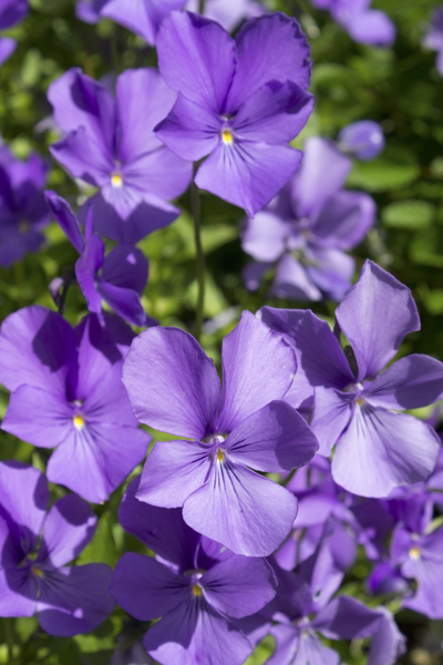Violets: A violet (Viola) cultivar in a garden in England.