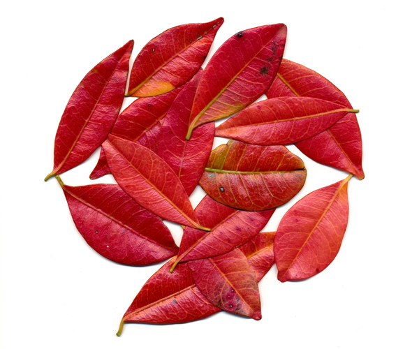 Random red leaves