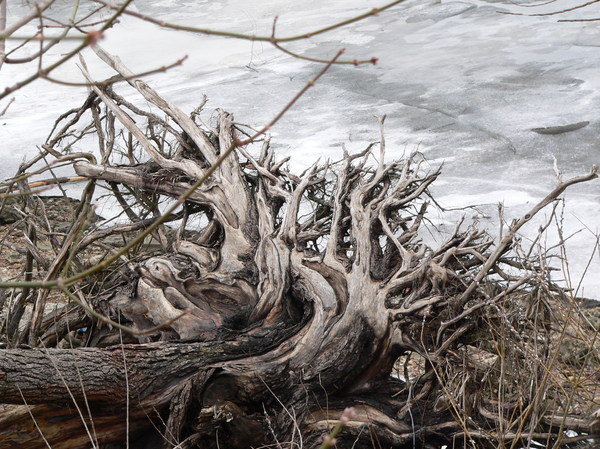 tree trunks by frozen lake