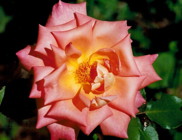 Pink Rose full bloom