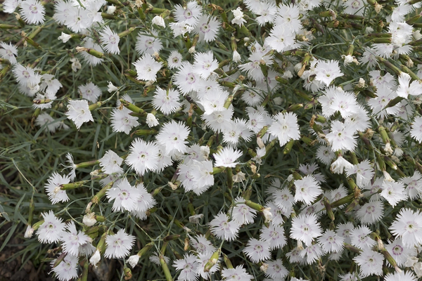Frilly white flowers