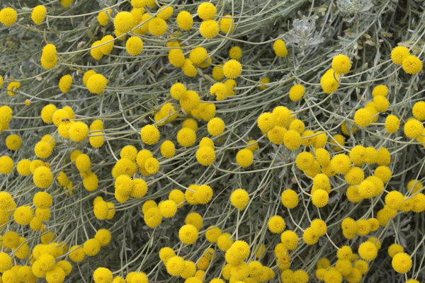 Yellow pompom flowers