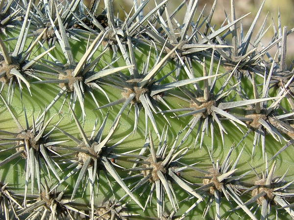 Cardon Cactus in Mexico