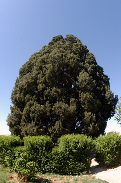 Abhar Cypress