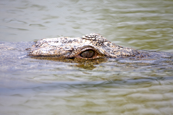 Gando (Persian crocodile)