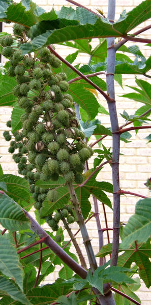 castor seed pods & flowers1: seed pod cluster of the castor oil plant