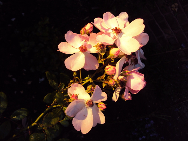 Roses at Sunset: The rapidly setting sun lit up a small corner of the garden