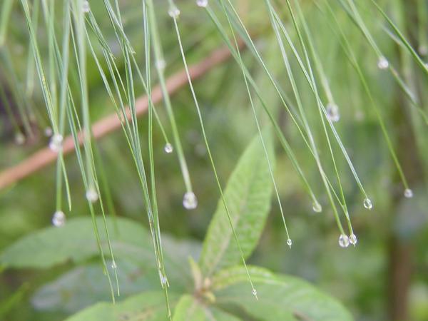 drops of rain