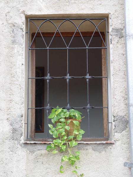 window with a plant