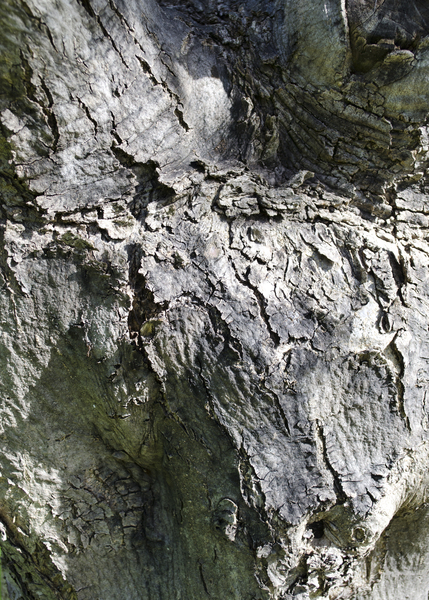 olive tree bark