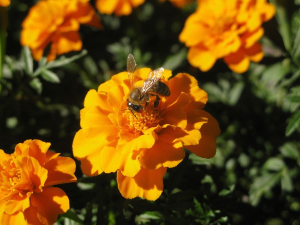 bee and marigold