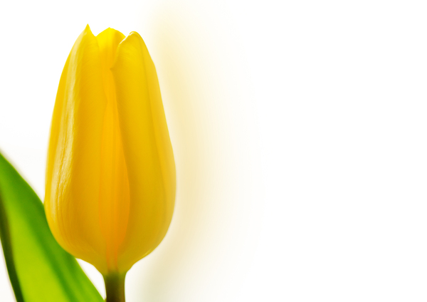 Yellow tulip copy space
