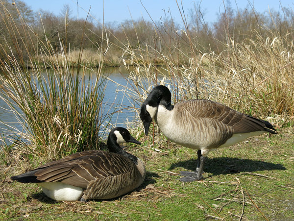 goose pair