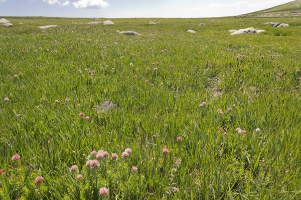 Prairie flower landscape