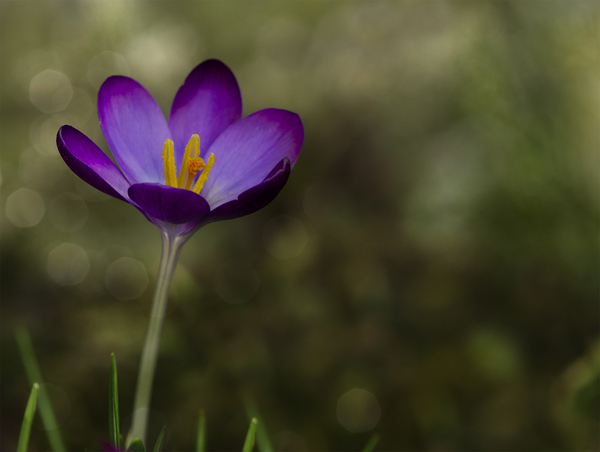 Crocus: Purple crocus flowers in grass
