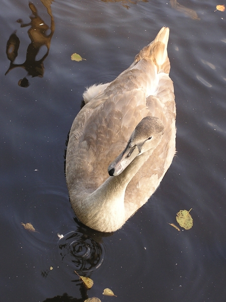 Yopung swan