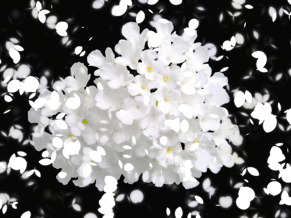 White Flowers: White flowers with graphic falling petals against a black background.