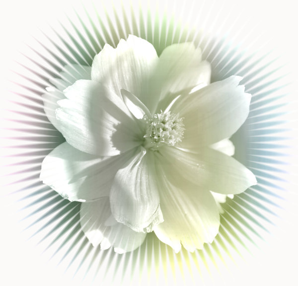 White Flower on Burst: A delicate white flower on a burst effect, with a white background.