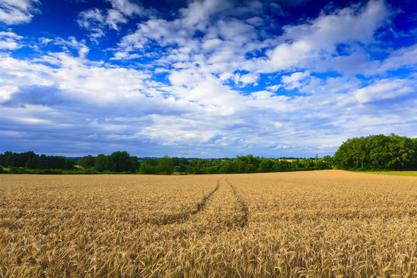 Wheat field: Wheat field