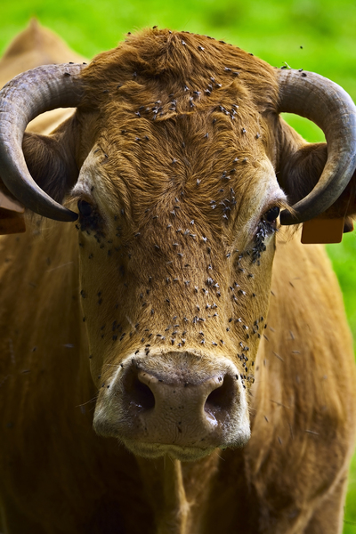 Limousin cow staring