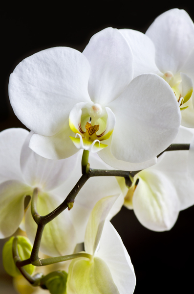 Orchid: White orchid