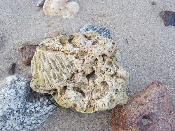 Reef stone