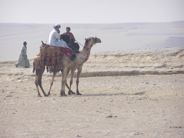 Camels on the desert