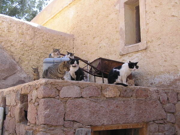 Cats of Saint Catherine