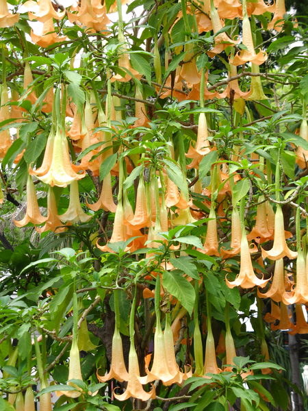 flowers of Madeira 1