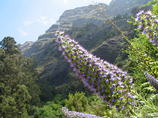 flowers and plants of Madeira 