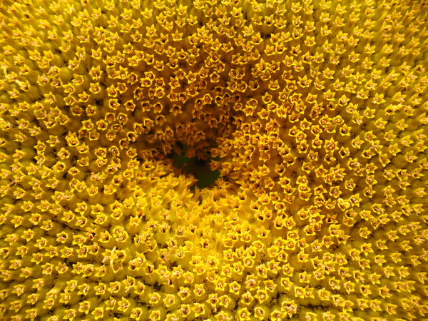 sunflower 3