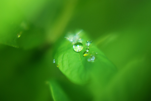 Drop on a Leaf