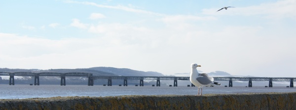 Tay Rail Bridge and gull